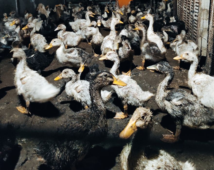 Продам утят башкирская порода