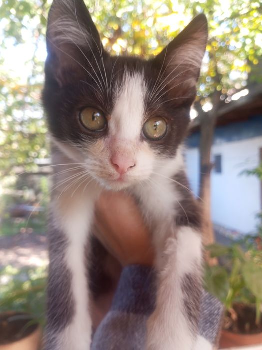 Котята Котёнок отдадим