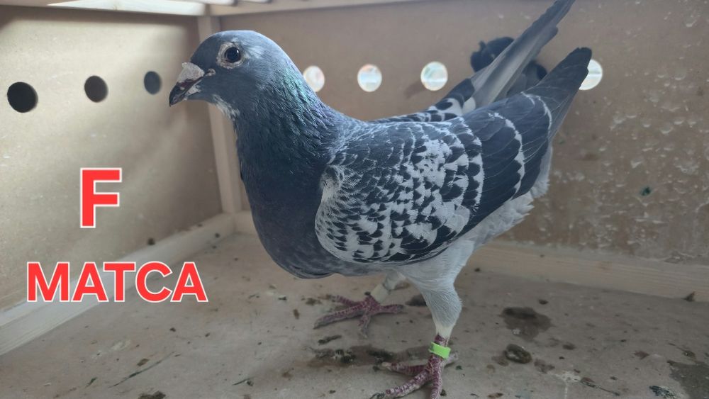 Oferta porumbei voiajori