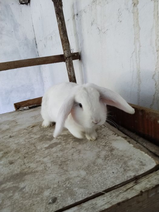 Zotdor Fransuz Baran quyonlari sotiladi
