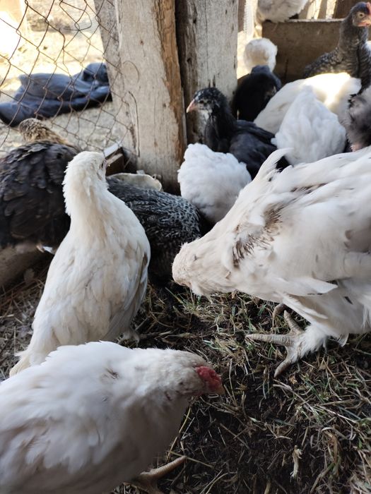 Цыплята,кохинхин/родонит