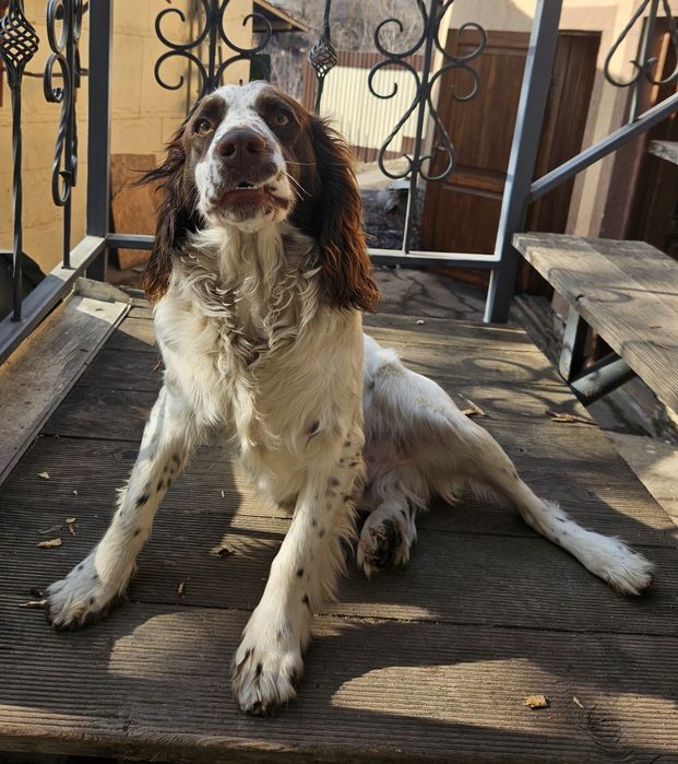 Продам щенка Спаниеля