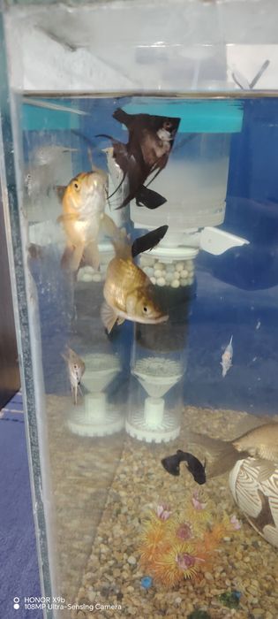 Аквариумные рыбки