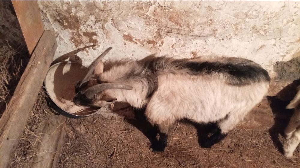 Альпийский козлик