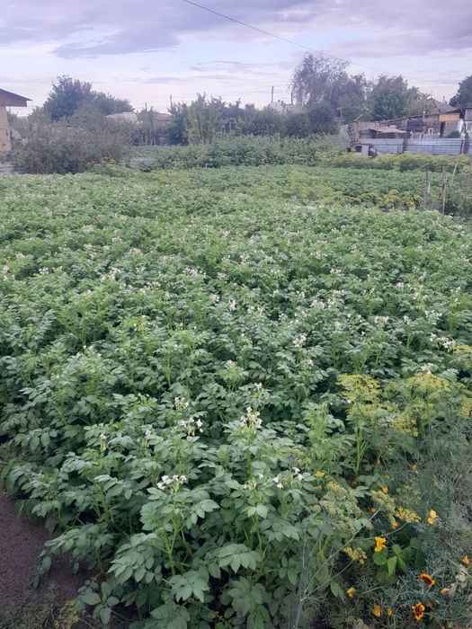 Продам дачу на Мирном