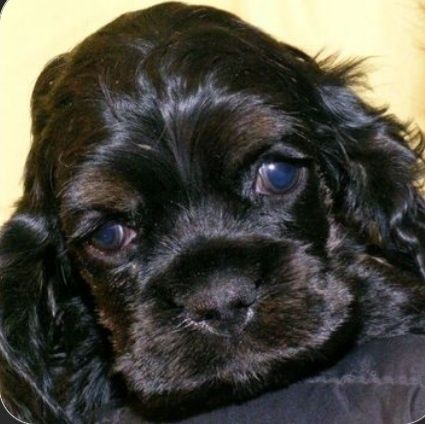 Американский кокер спаниель. Щенки.