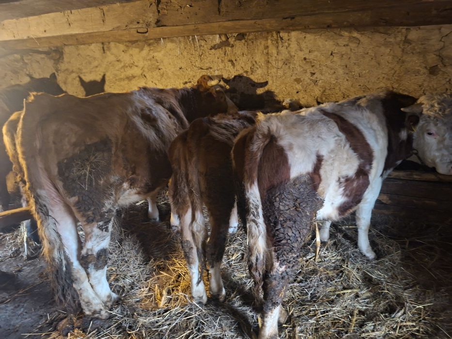 Vând o vaca de 5 ani o junica  de un an si 3 luni si un taur de 2 ani