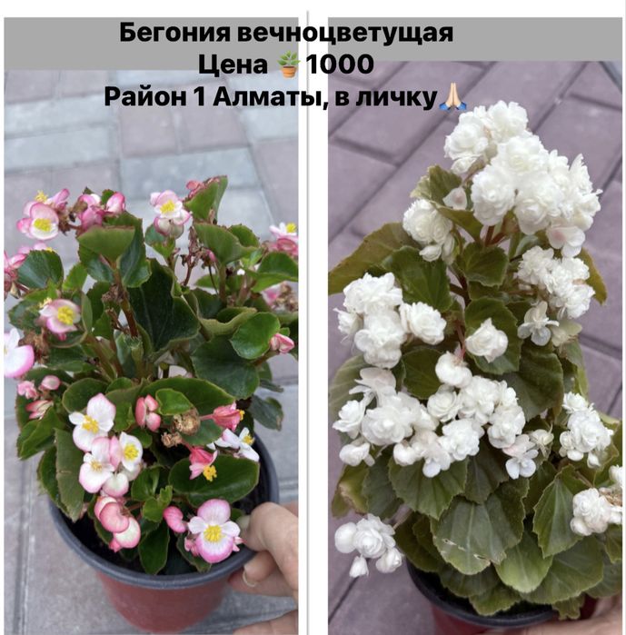 Продам комнатные цветы ,