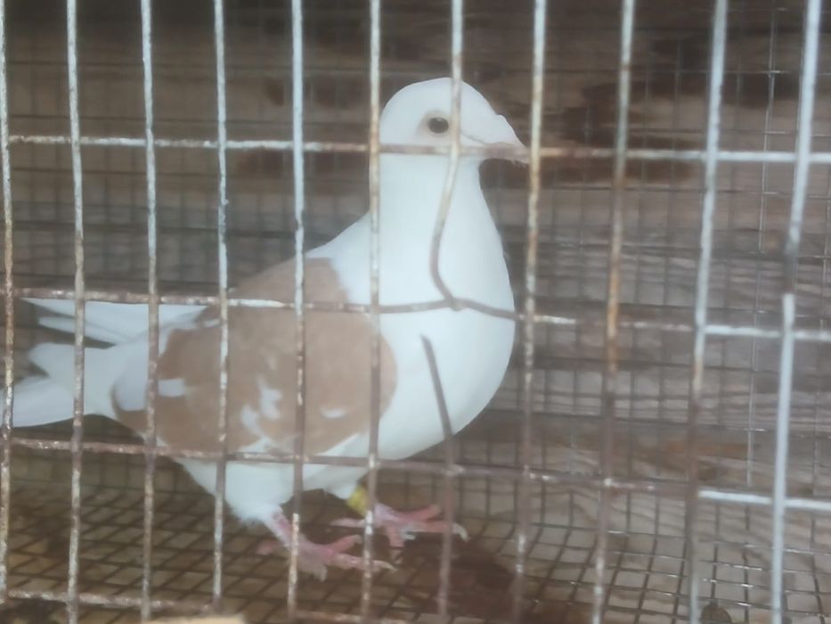 Vând porumbei……..