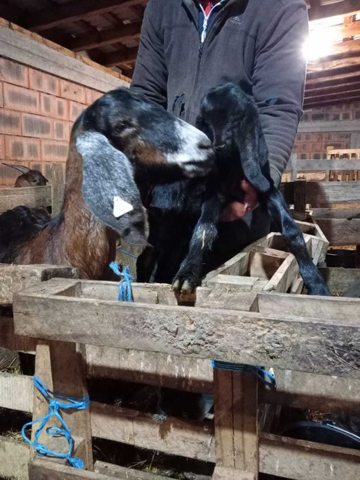 Țapi anglo nubieni originali