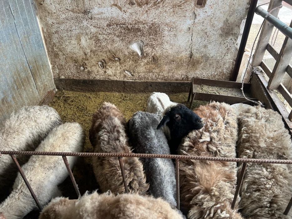 Продам  баранов