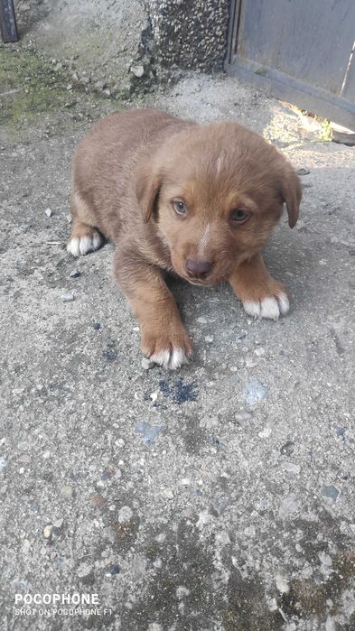 Подарявам малки кученца