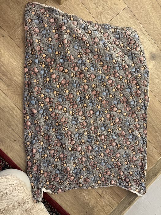 Кокер шпаньол на 6месеца