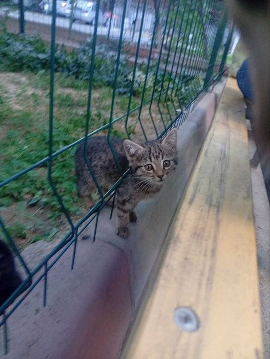 Маленькие котята ищут дом