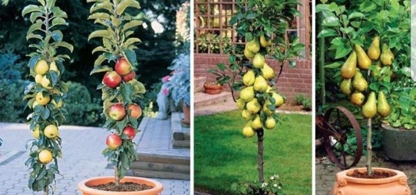 Pomi columnari calitate superioara