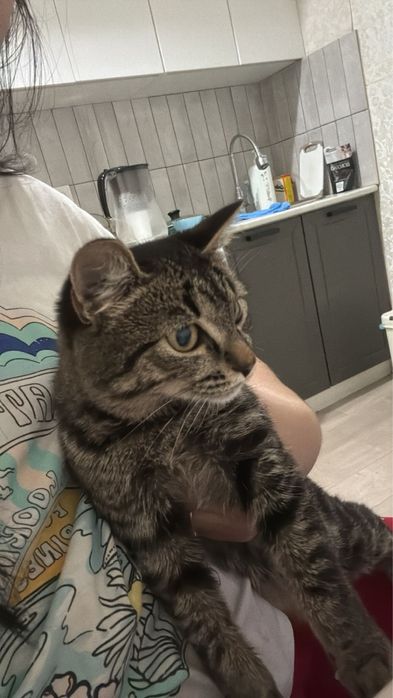 Кошка стерелизованная