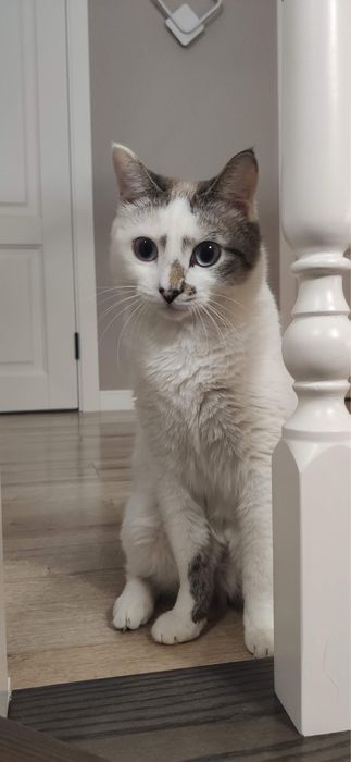 Потеряли кота белого Барсика
