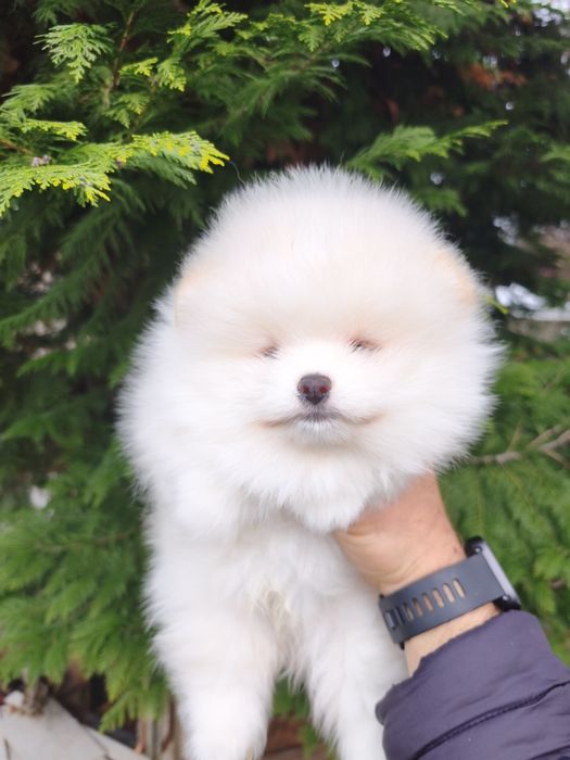 Померан мъжки и женски