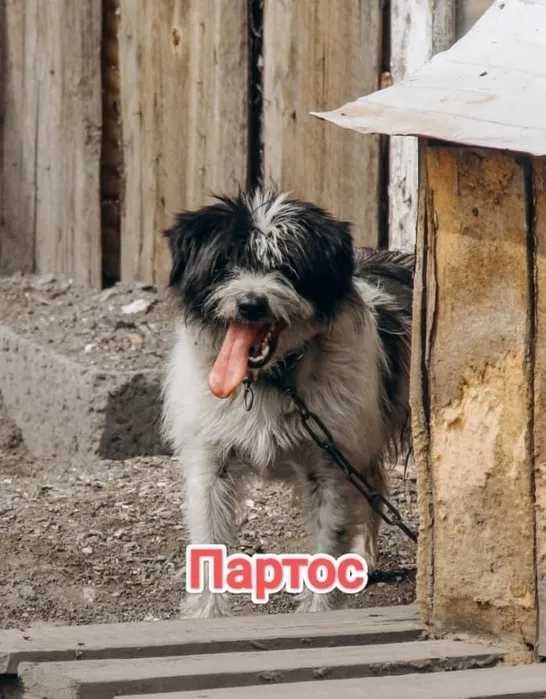 Дарю в добрые и ответственные руки