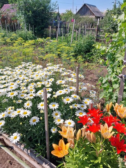 Продам дачный участок г.Костанай СО Текстильщик