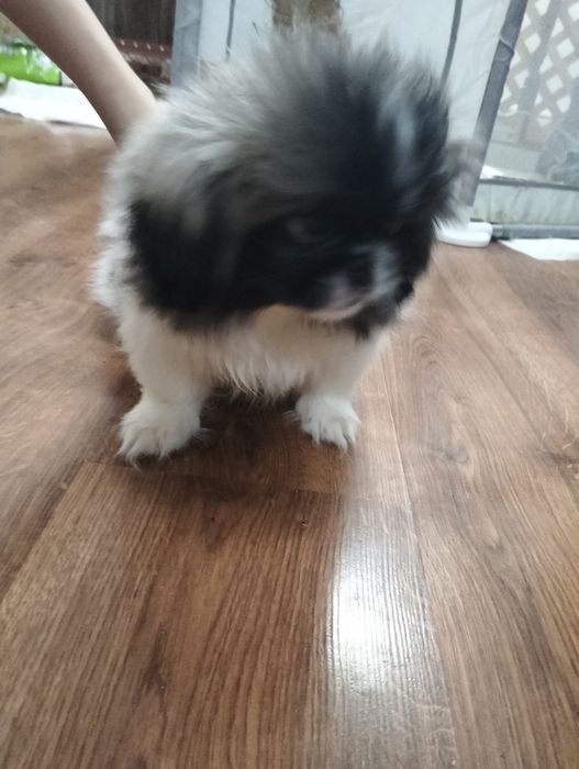 Продам щенков породы Пекинеса