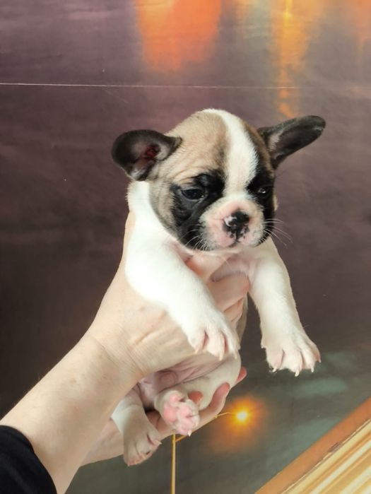 Продам щенков французский бульдог