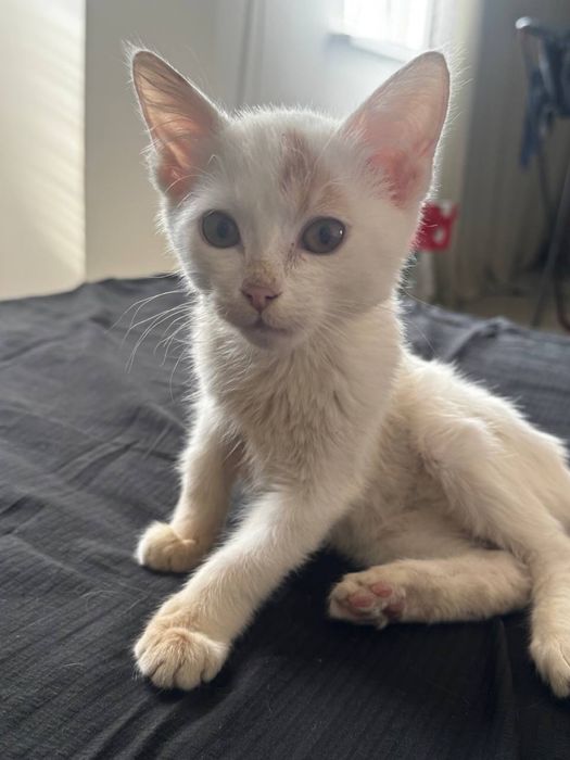 Котенок белый Мальчик