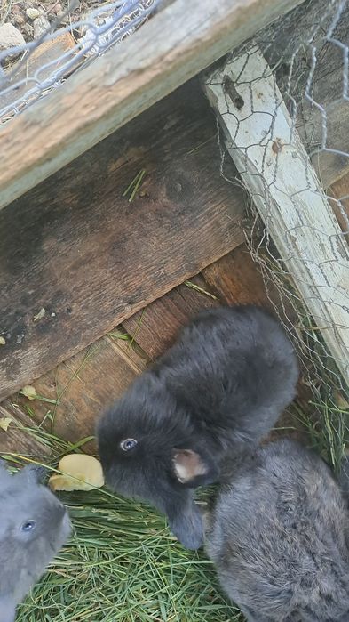 Iepuri  iepurași și iepuroaice de vânzare