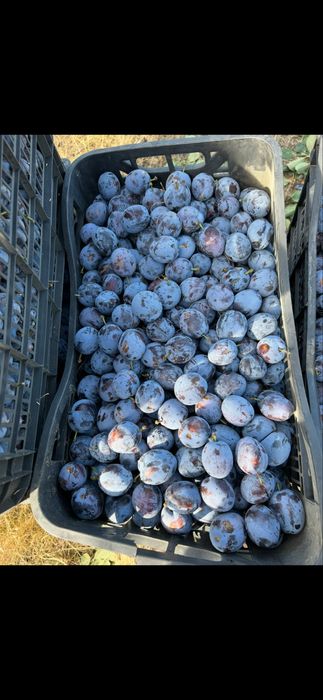 Prune pentru tuica