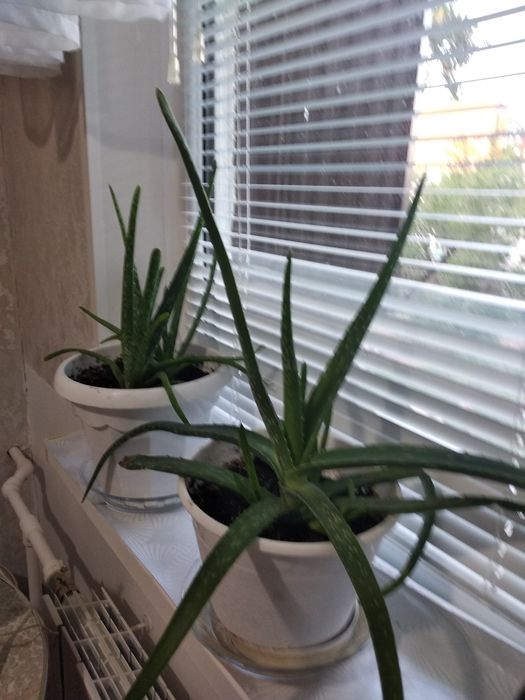 Продам лечебный аллое 2000 тенне