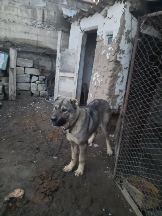 Сатылады Алабай Кушык