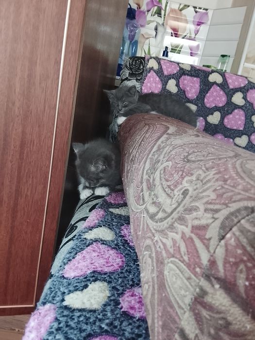 Отдам ушастых котят
