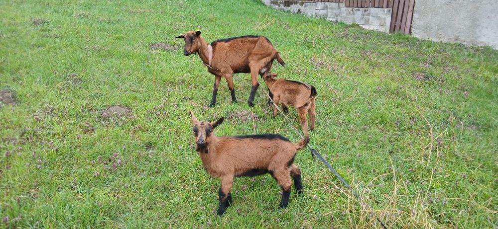 Vând iezi alpini Franțezi  pt ținut sau tăiat .Schimb cu iede