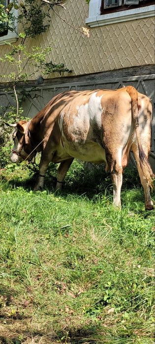 Vaca bălțată românească gestanta 5 luni