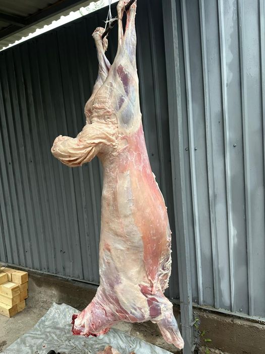 Кой, қой, бараны, овцы