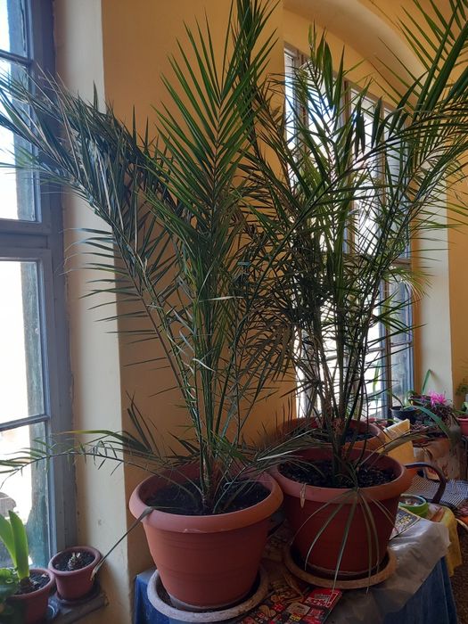 Palmier, palmieri deosebiti, Tenerife  2021, inaltime 1,75m