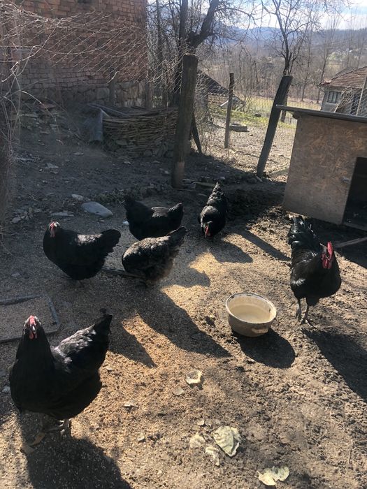 Vand 4 gaini si un cocos austrolorp toate tinere de anul trecut.