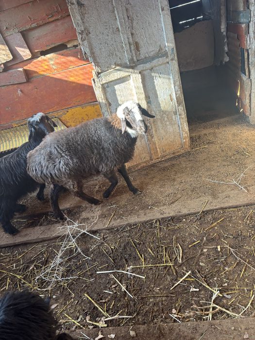 Кой сатылады бағылған