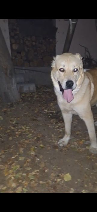 продаёт собака кушик 1 жас 4 ай