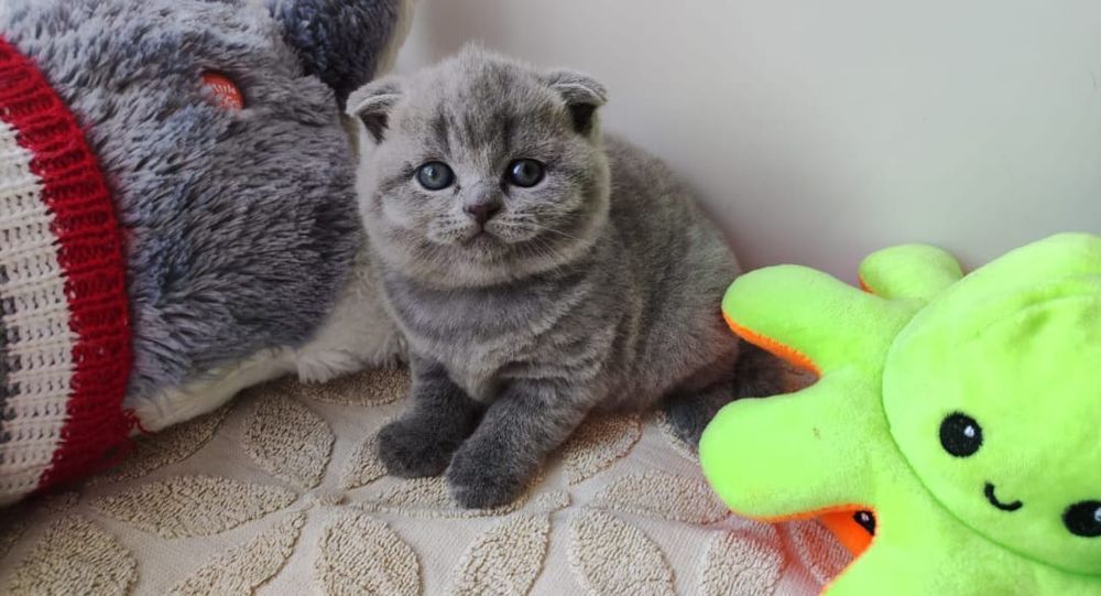 Шотландцы  Голубой  Окрас.