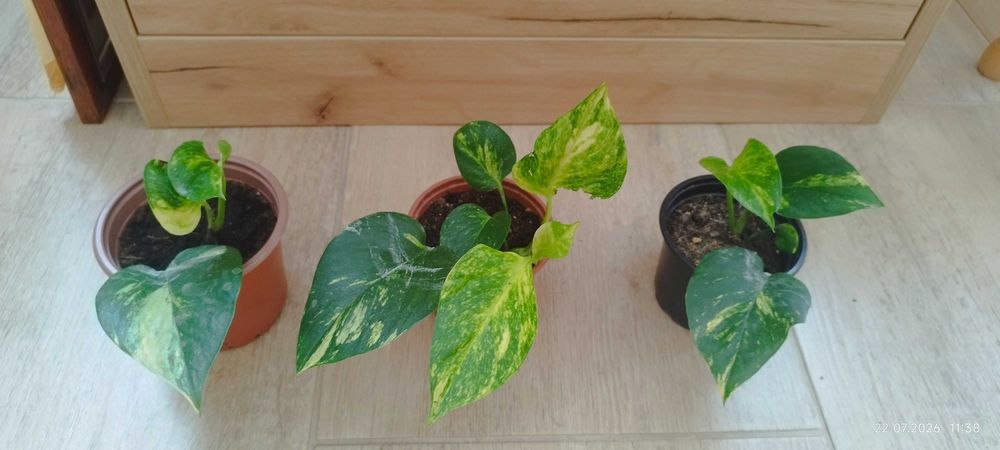 Филодендрон (Philodendron) / Сингониум (Syngonium)