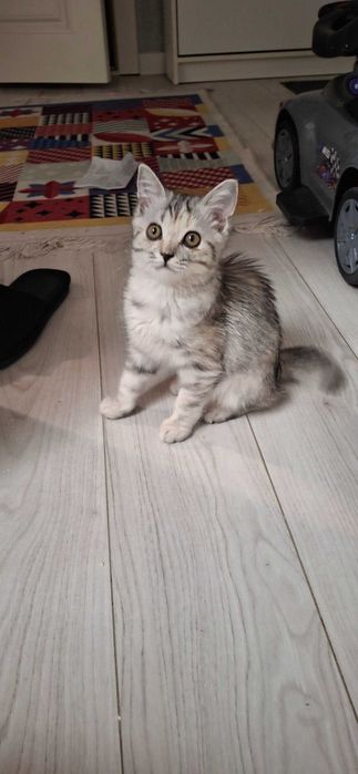 Продам котенка Скотиш страйт