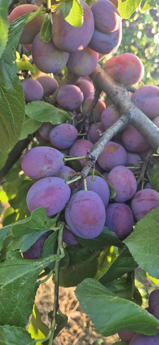 Prune din livada toate soiurile 2,5lei kg