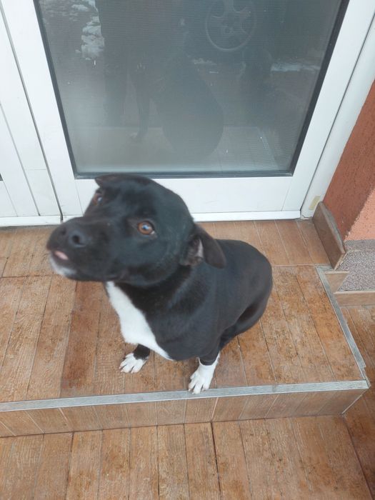 Donez câinele din imagine