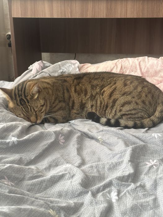 Отдам кота в добрые руки