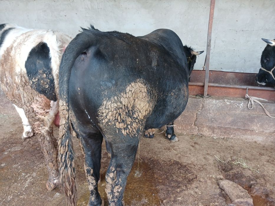 СемізОткормБұқалар