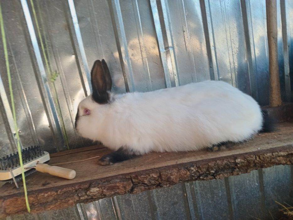 Schimb iepuroi Californian