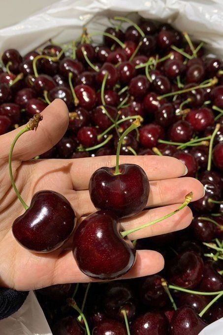 Pomi Fructiferi Columnari (Cires )