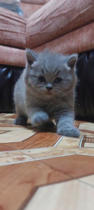 Продам  котят, британцы. Мальчики.