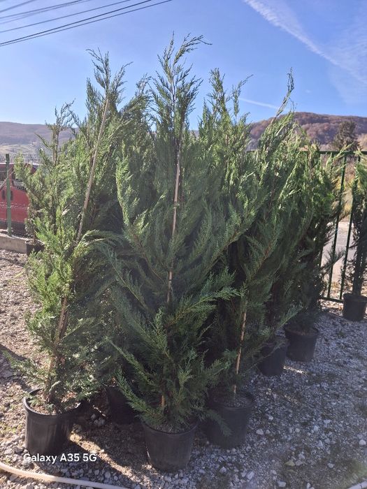 Vând și livrez tuia leylandii la oferta